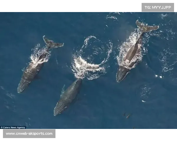 宁格鲁礁座头鲸迁徙研究与科学家合作潜水旅游项目探索新机遇 宁格鲁礁座头鲸迁徙研究与科学家合作潜水旅游项目探索新机遇